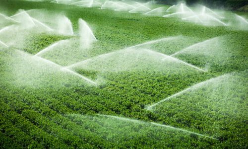 "A green row celery field is watered and sprayed by irrigation equipment in the Salinas Valley, California USA"